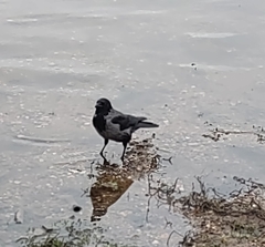 Corvus cornix × corone