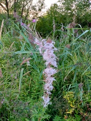 Chamaenerion angustifolium