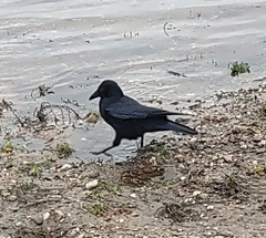 Corvus corone