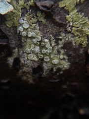 Lecanora carpinea