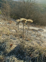 Jurinea stoechadifolia