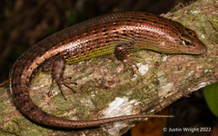 Dasia olivacea