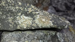 Lecanora soralifera