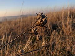 Centaurea orientalis