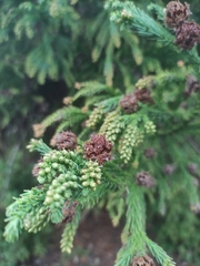 Cryptomeria