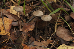 Mycena leptocephala