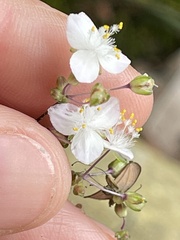 Tradescantia fluminensis
