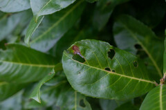 Wilsonomyces carpophilus