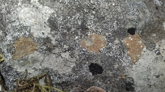 Acarospora nitrophila