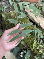 Tradescantia fluminensis