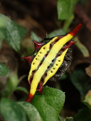 Gasteracantha diadesmia