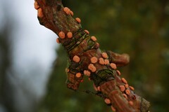 Nectria cinnabarina