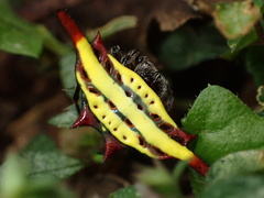 Gasteracantha diadesmia