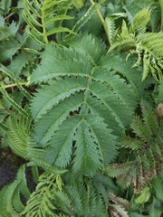 Melianthus major
