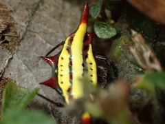 Gasteracantha diadesmia