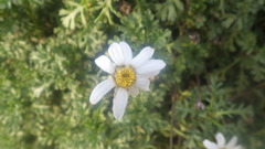 Anthemis maritima maritima