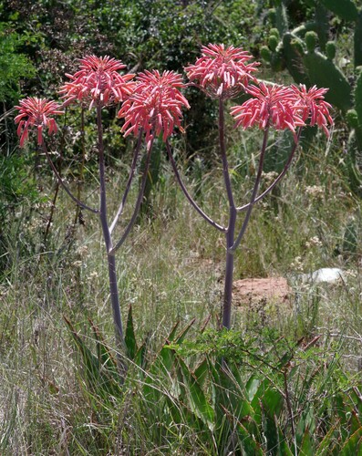 Aloe maculata