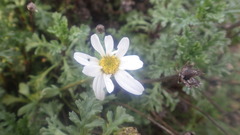 Anthemis maritima maritima