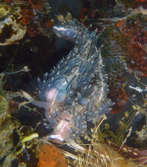 Coryphella cooperi