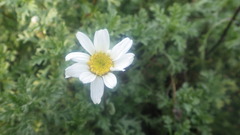 Anthemis maritima maritima