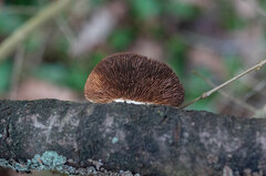 Daedaleopsis tricolor