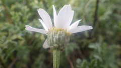 Anthemis maritima maritima