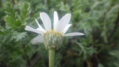 Anthemis maritima maritima