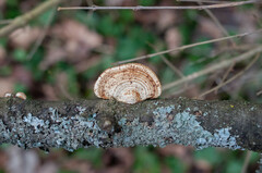 Daedaleopsis tricolor