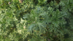 Anthemis maritima maritima