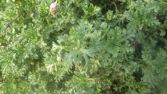 Anthemis maritima maritima