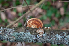Daedaleopsis tricolor