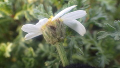 Anthemis maritima maritima