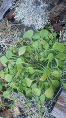 Claytonia perfoliata