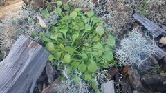 Claytonia perfoliata