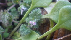 Lamium hybridum