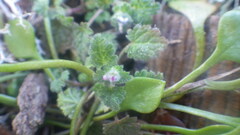 Lamium hybridum