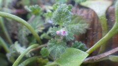 Lamium hybridum