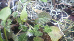 Lamium hybridum