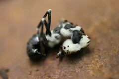 Beauveria bassiana