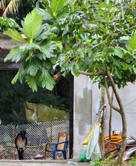 Artocarpus treculianus