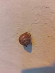 Cepaea nemoralis