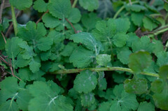Erysiphe macleayae