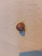 Cepaea nemoralis