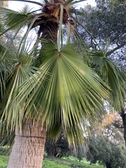 Brahea edulis