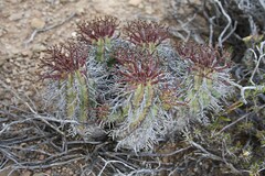 Euphorbia pillansii