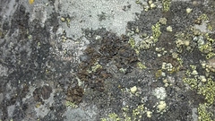 Umbilicaria polyphylla