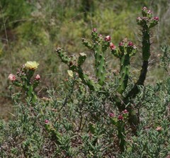 Opuntia aurantiaca