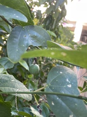 Passiflora biflora