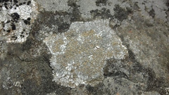 Lecanora soralifera