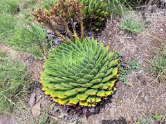 Aloe polyphylla